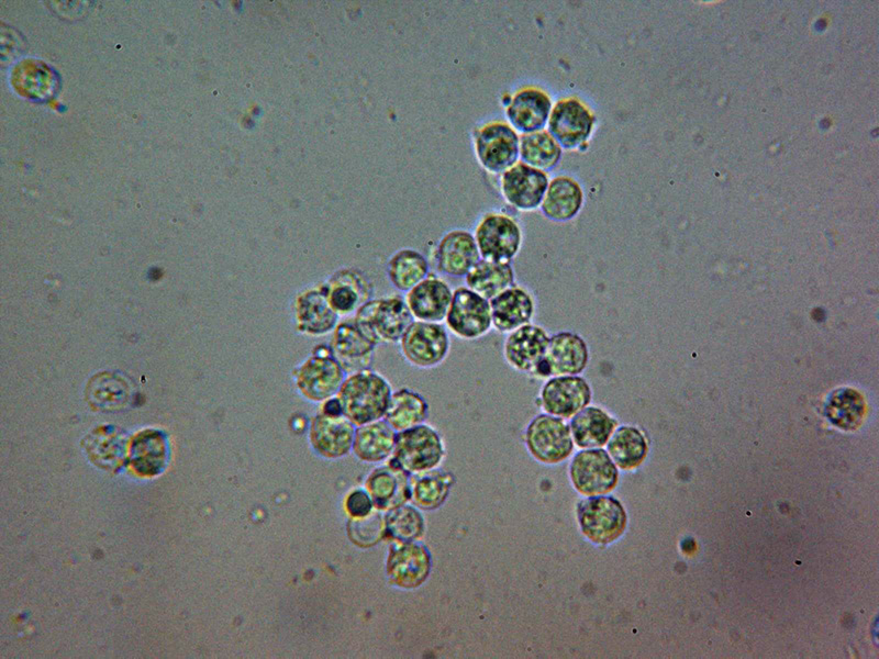 Un Corticial da identificare (Scytinostroma hemidichophyticum)